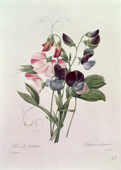 Sweet Peas (Lathyrus odoratus) engraved by Langlois, from 